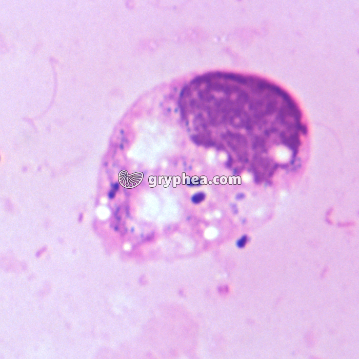 Phagocytose x1000 - gryphea.org